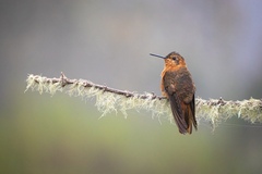 Aglaeactis cupripennis