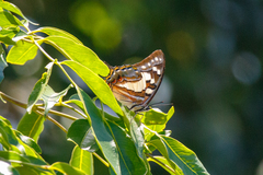 Charaxes sempronius
