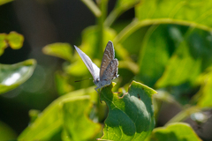 Theclinesthes onycha