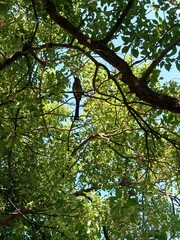 Dendrocitta formosae