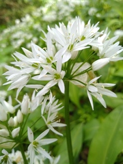 Allium ursinum