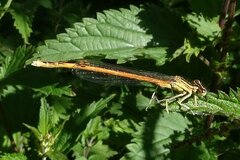 Platycnemis acutipennis