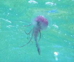 Pelagia noctiluca