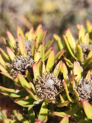 Leucadendron lanigerum lanigerum