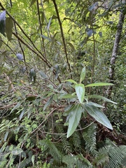 Olearia avicenniifolia