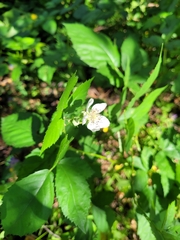 Rubus fruticosus