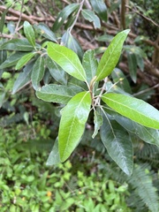 Olearia avicenniifolia
