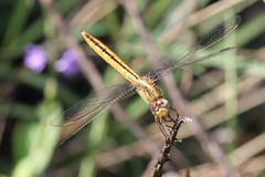 Crocothemis nigrifrons