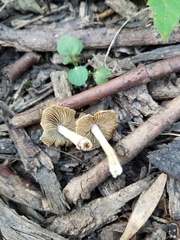 Pseudosperma squamatum