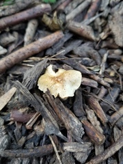 Pseudosperma squamatum