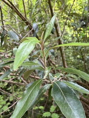 Olearia avicenniifolia