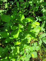Rubus fruticosus