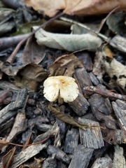 Pseudosperma squamatum