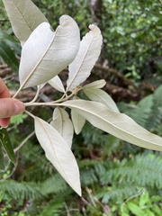 Olearia avicenniifolia