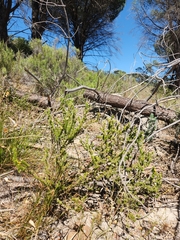 Aspalathus cymbiformis