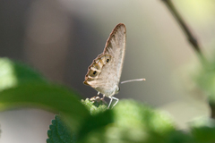 Hypocysta pseudirius