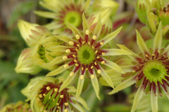 Sempervivum wulfenii