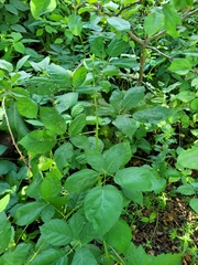 Rubus fruticosus