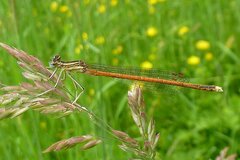 Platycnemis acutipennis