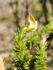 Aspalathus cymbiformis