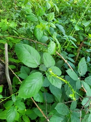 Rubus fruticosus