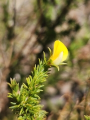 Aspalathus cymbiformis