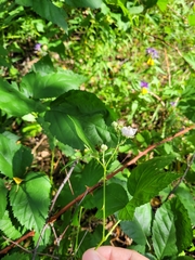 Rubus fruticosus