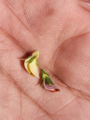 Aspalathus cymbiformis