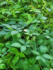 Rubus fruticosus