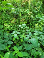 Rubus fruticosus