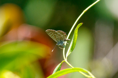 Theclinesthes serpentata