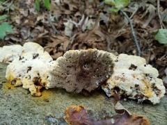 Inonotus cuticularis