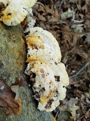 Inonotus cuticularis