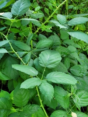 Rubus fruticosus