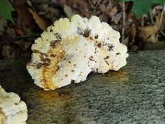 Inonotus cuticularis