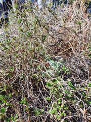 Empusa fasciata