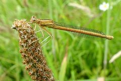 Platycnemis acutipennis