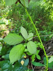 Rubus fruticosus