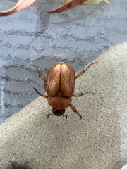 Cyclocephala signaticollis