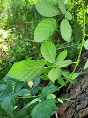 Rubus fruticosus