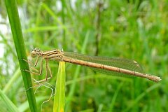 Platycnemis acutipennis