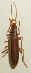 Thelyphassa lineata
