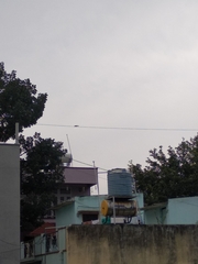 Funambulus palmarum