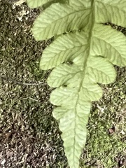 Cranfillia deltoides