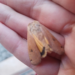 Noctua pronuba