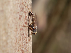 Dytomyia sordida