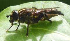 Helophilus antipodus