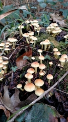 Fungi