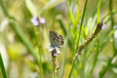 Theclinesthes serpentata