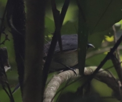 Symposiachrus trivirgatus